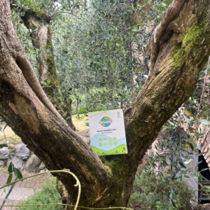 Waarom Wasmiddel strips het Milieuvriendelijke Alternatief zijn voor Traditionele Wasmiddelen